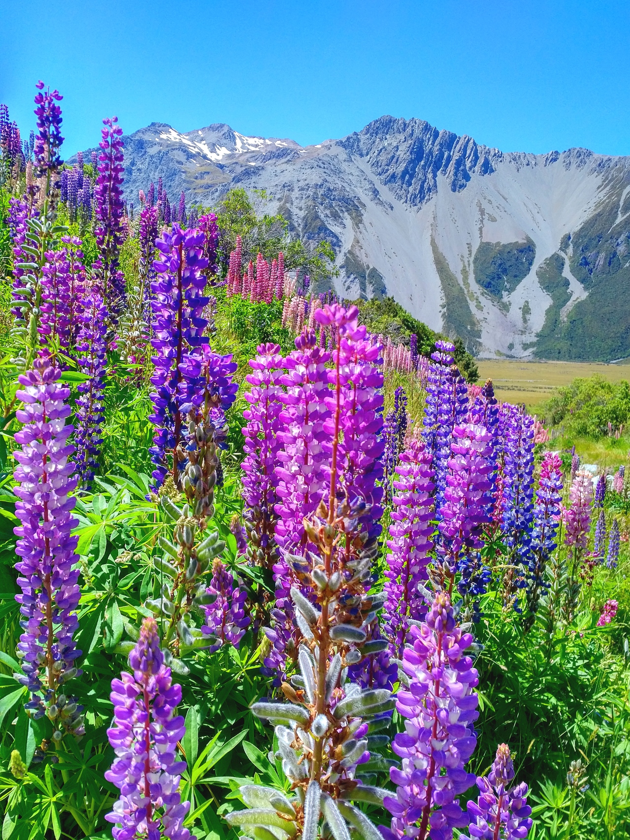 mount cook