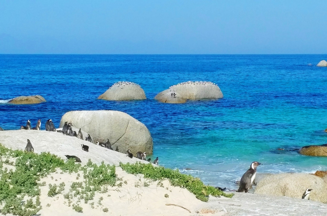 the boulders south africa