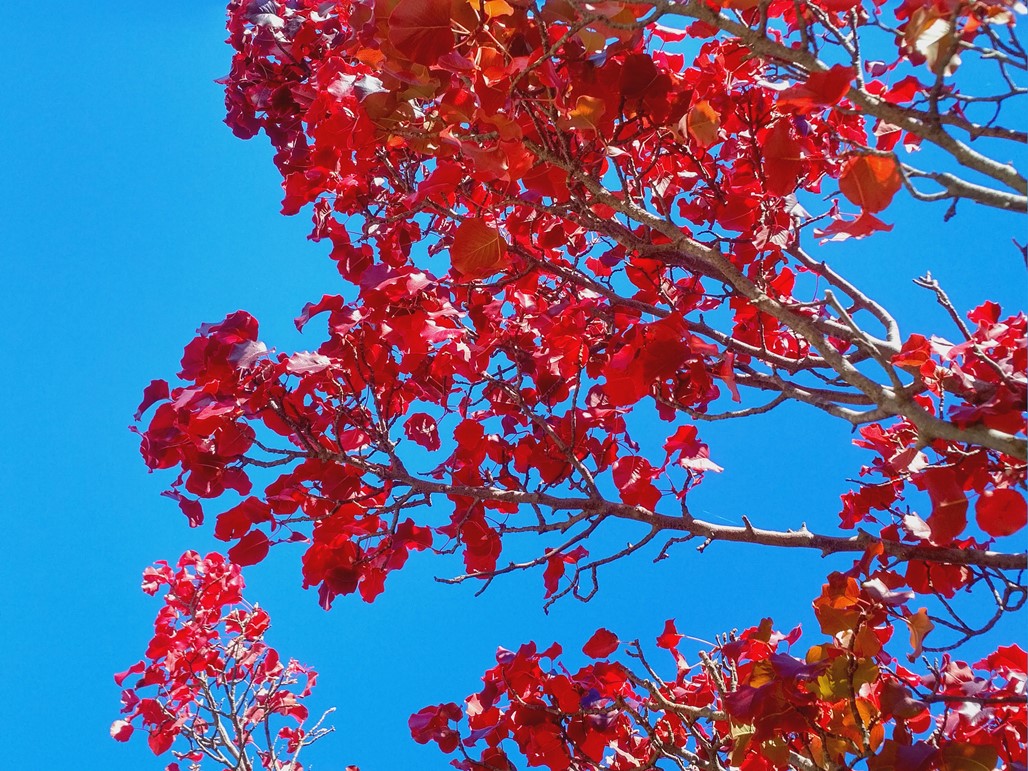 canberra in autumn