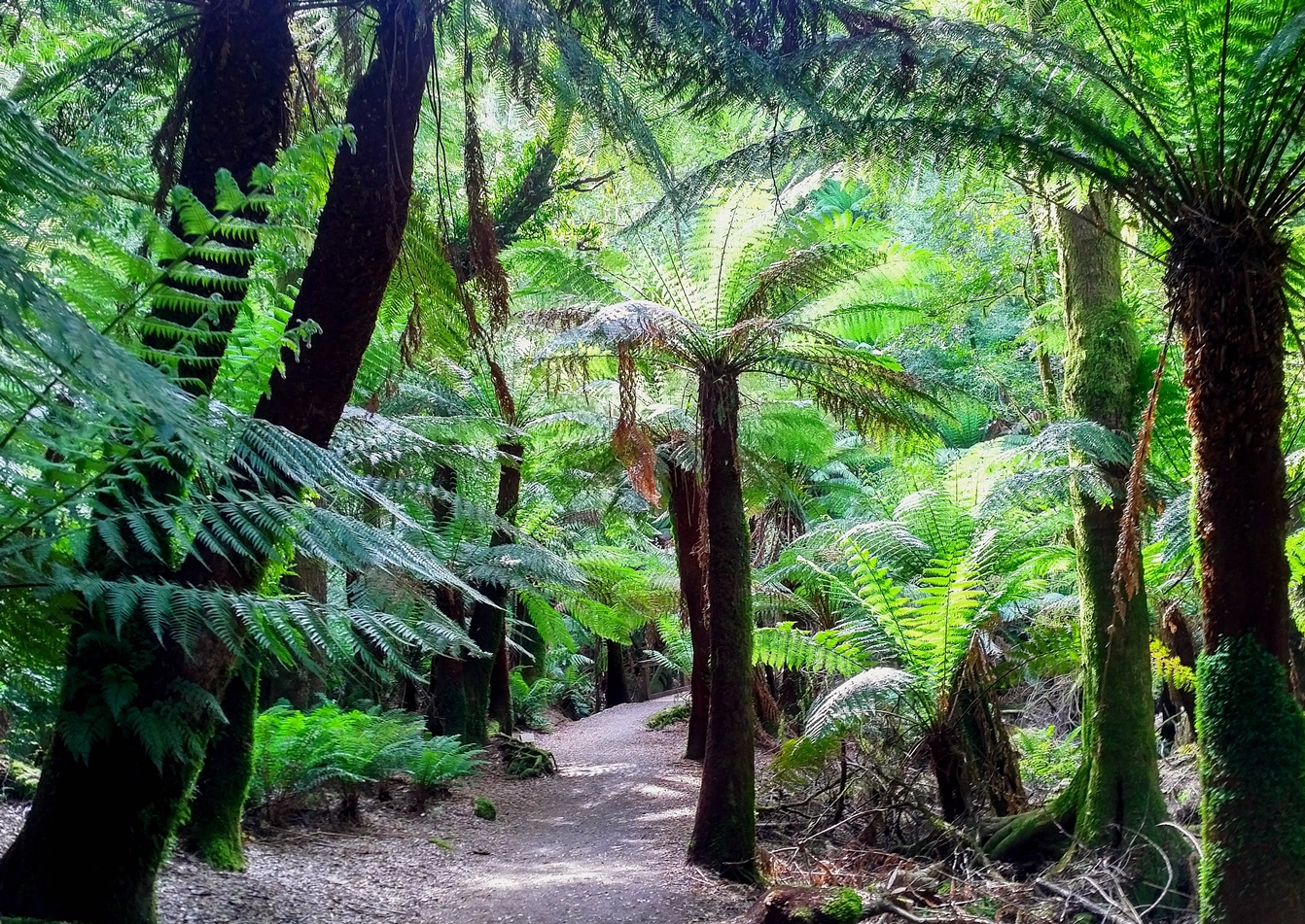 fern forest tasmania