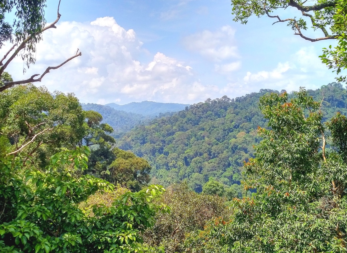 Ulu Temburong rainforest
