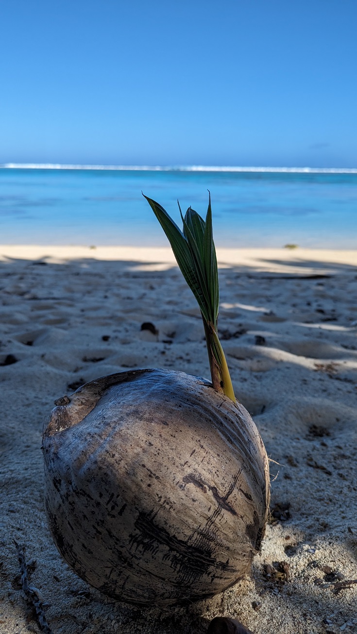beach coconut rarotonga