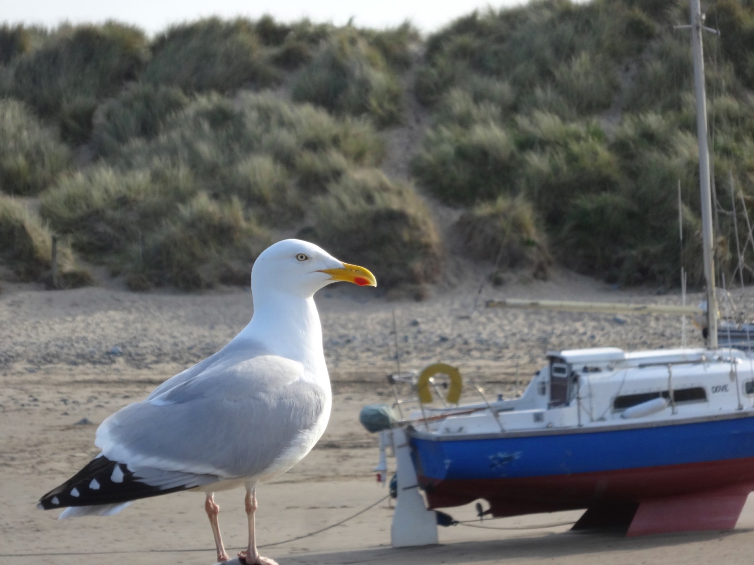 barmouth wales seagull