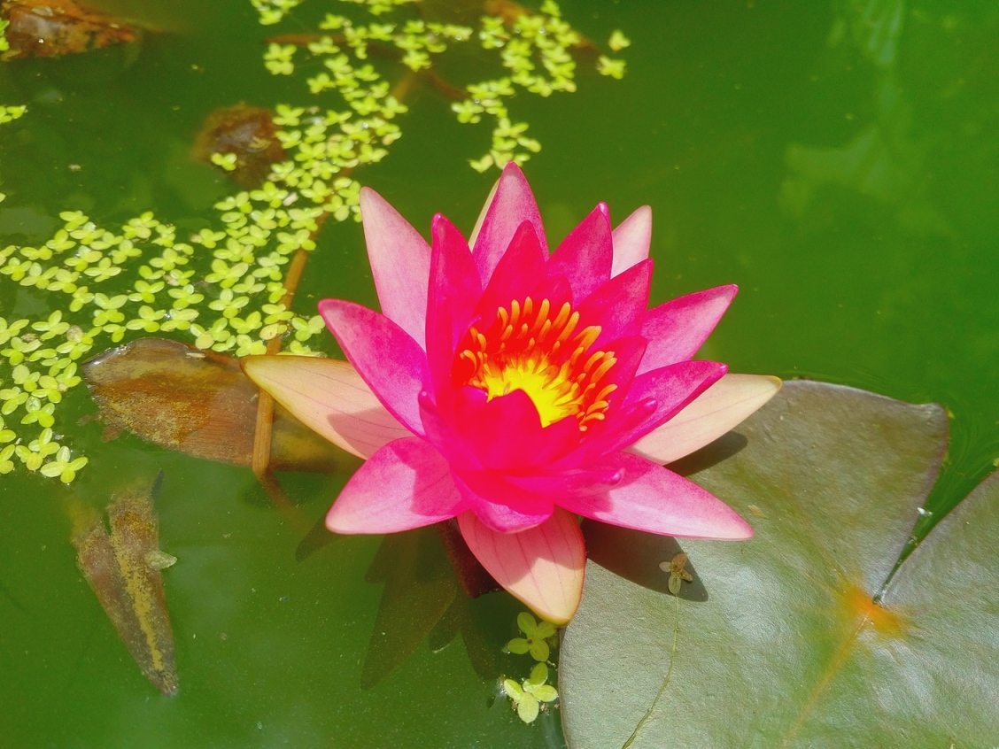 pink lily